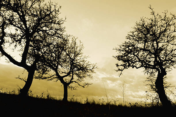 Tree Silhouettes stock photo