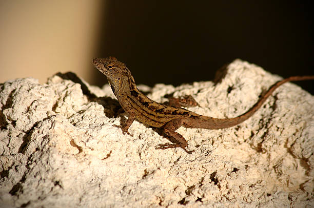 Lizard on a Rock stock photo