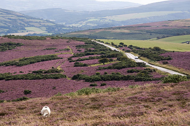 ovejas de color púrpura heather en parque nacional de exmoor - exmoor national park fotografías e imágenes de stock