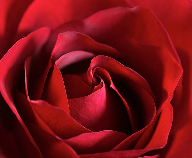 Midnight Red Rose stock photo