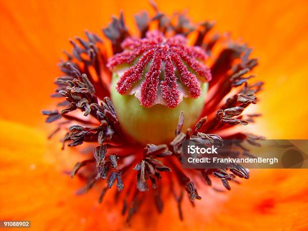 Amapola Foto de stock y más banco de imágenes de Opio - Opio, Amapola - Planta, Adicción