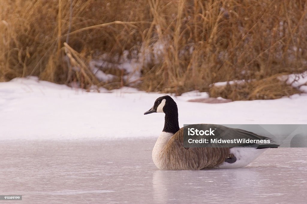 Goose  Canada Goose Stock Photo