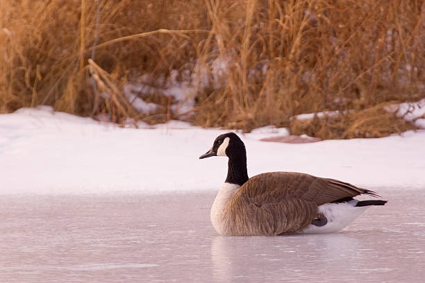 Goose stock photo