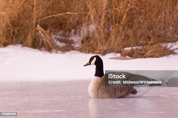 Goose Stock Photo - Download Image Now - Canada Goose, Winter, Midwest USA