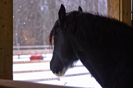 Black Horse in barn in winter with snowflake bokeh