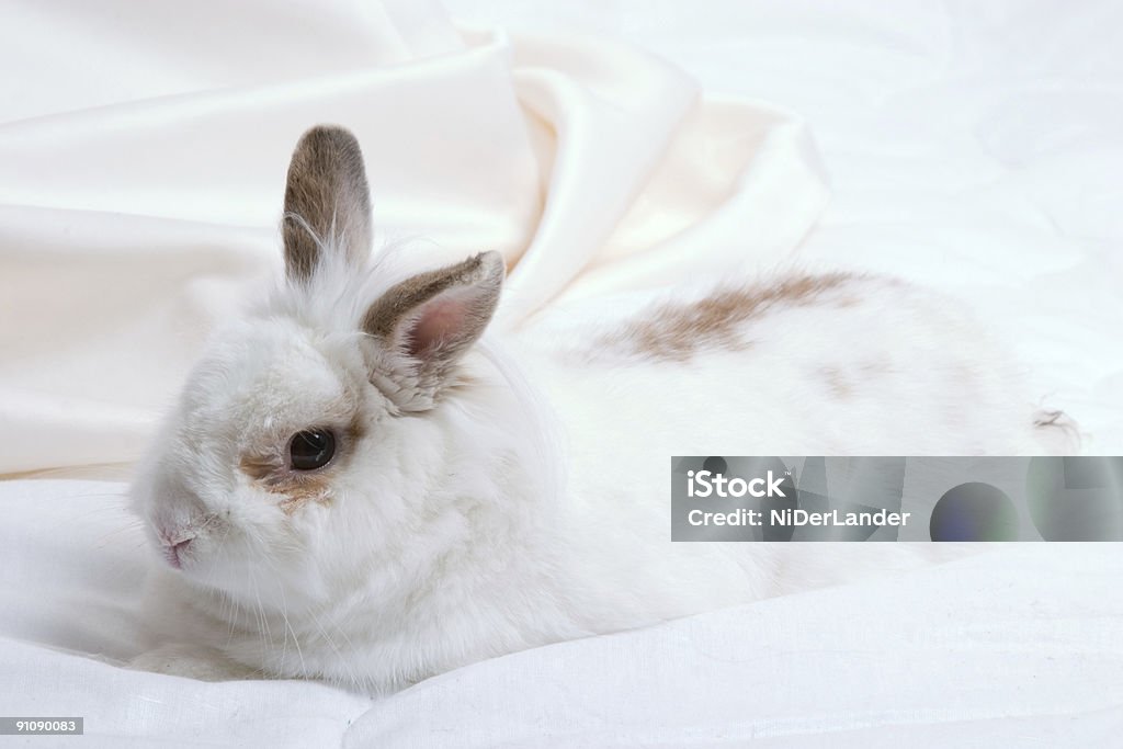 white rabbit  Animal Stock Photo