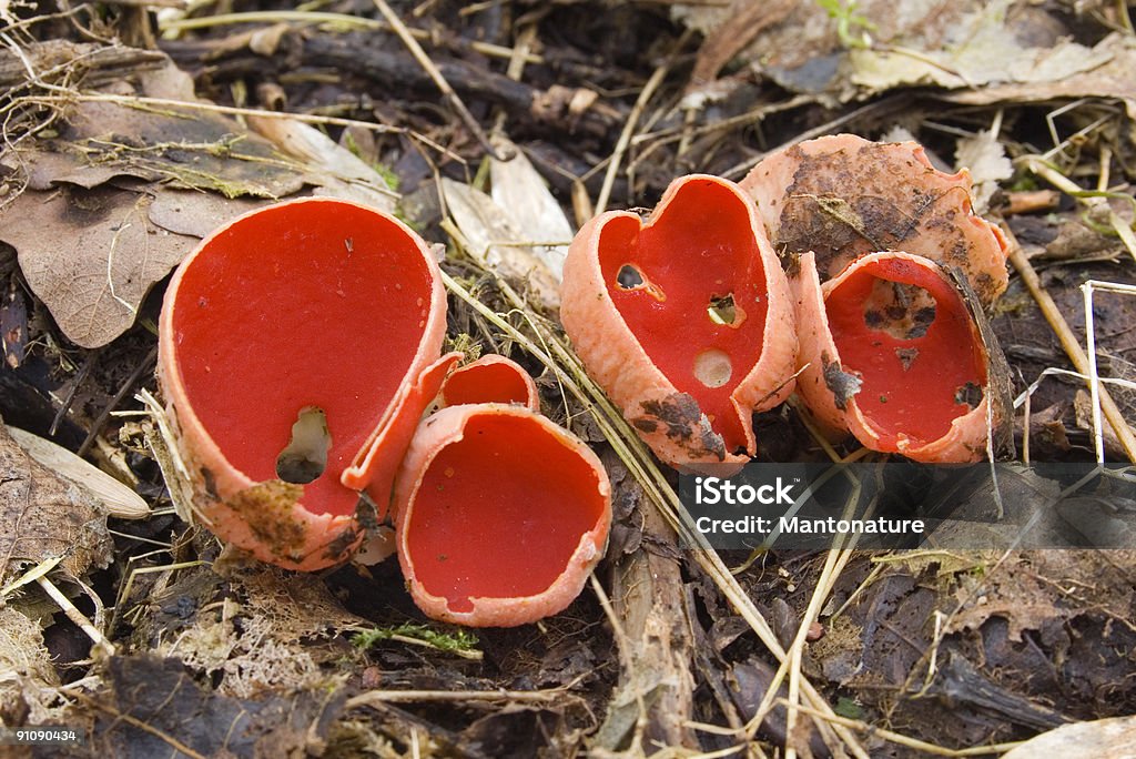 Cup Fungus (Sarcoscypha coccinea sl) Sarcoscypha coccinea (Fr.) Lamb syn. Peziza coccinea Fr. Scharlachroter Kelchbecherling Piros csészegomba. Cup 1–5cm across, cup-shaped, the margin becoming tattered as it expands, attached to substrate by a short stalk, inner surface bright scarlet, outer whitish and covered in white matted tufted hairs. Asci 400 x 16µ, not blued by iodine. Spores cylindric-ellipsoid containing several small oil droplets, 24–32 x 12–14µ. Habitat gregarious, on dead wood. Season early winter to early spring. Frequent especially in the West. Edible. Distribution, America and Europe (source R. Phillips). Mushroom Stock Photo