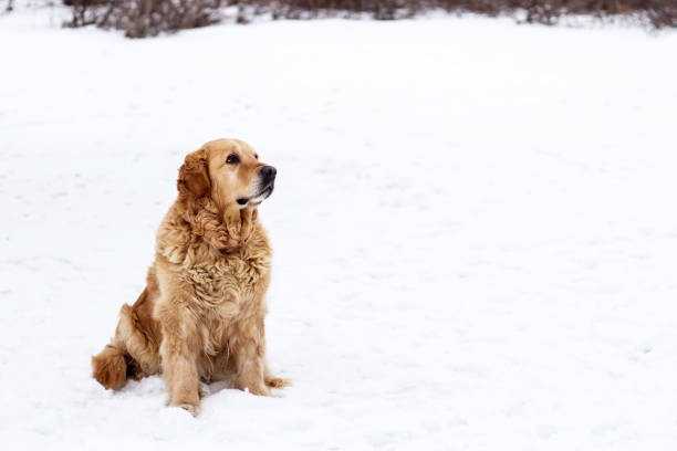 old golden retriever winter portrait with snow