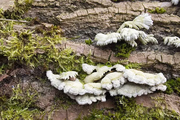 Photo of Wood Fungus (Schizophyllum commune)