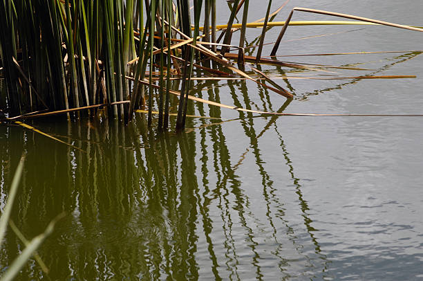 pond 3 stock photo