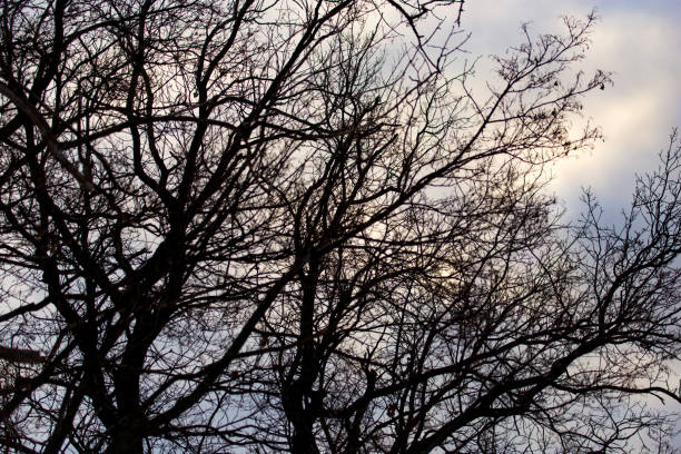 istock Bare branches of trees at sunrise in the morning 910904756