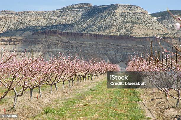 Pomar De Pêssego - Fotografias de stock e mais imagens de Abril - Abril, Agricultura, Beleza natural