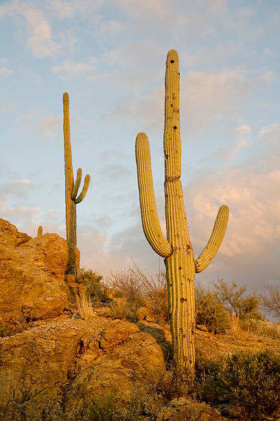 istock Desert and Saguaro Cactus in Sunset Light 91090515