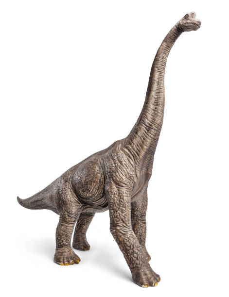 istock Brachiosaurus dinosaurs toy isolated on white background with clipping path. 910905712