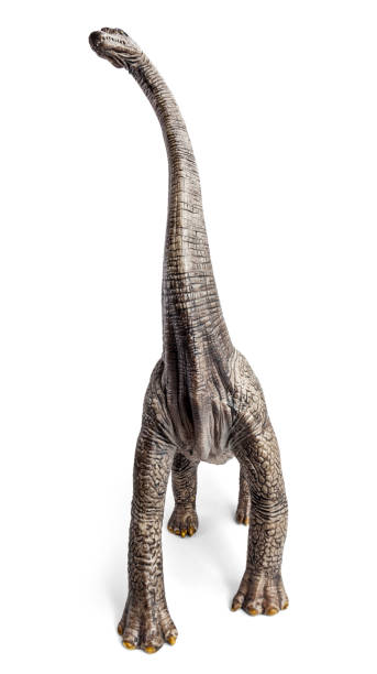 istock Brachiosaurus dinosaurs toy isolated on white background with clipping path. 910905756
