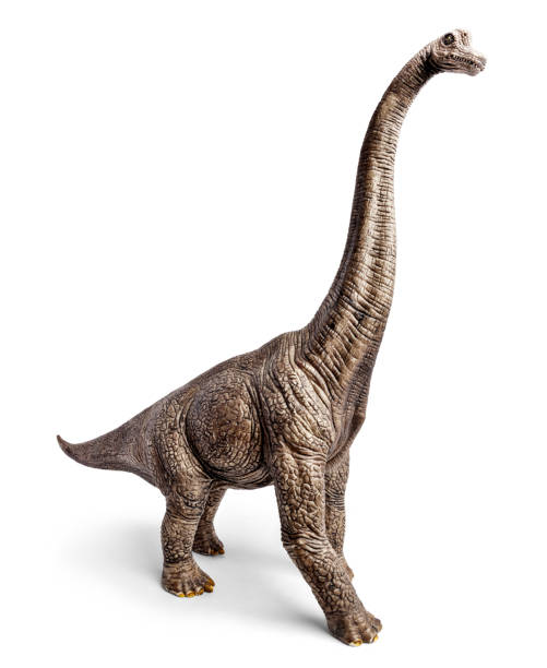 istock Brachiosaurus dinosaurs toy isolated on white background with clipping path. 910905866