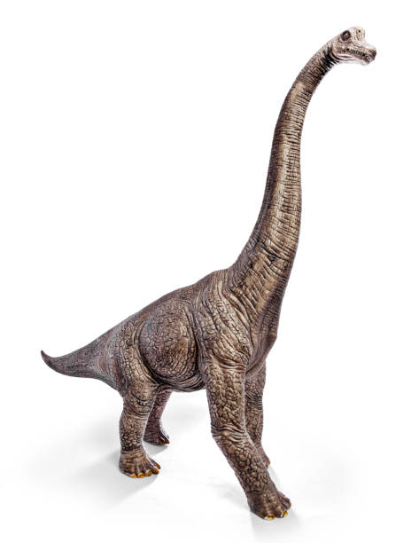 istock Brachiosaurus dinosaurs toy isolated on white background with clipping path. 910905948