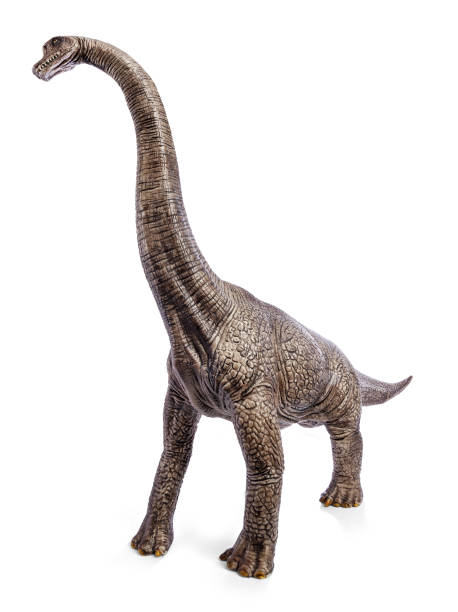 istock Brachiosaurus dinosaurs toy isolated on white background with clipping path. 910906002