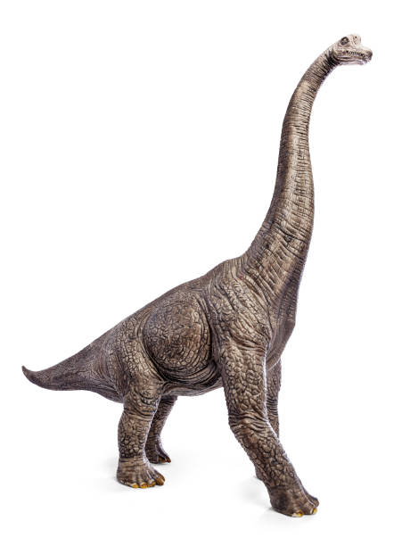 istock Brachiosaurus dinosaurs toy isolated on white background with clipping path. 910906156