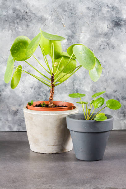 istock Pilea peperomioides, money plants. Home interior. Gray background. 910906168