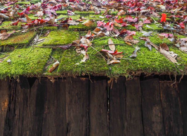 Moss on the roof, old wooden house with maple leaf