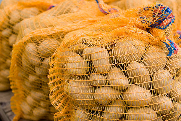 fresh potatoes in the soil collected in mesh recyclable bags on an organic farm