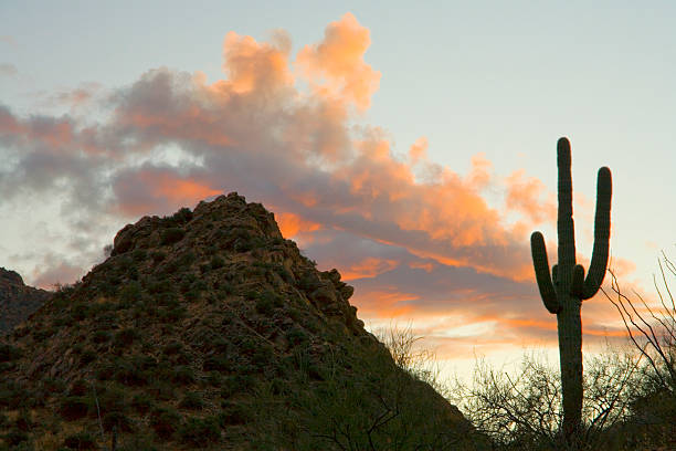 istock Desert and Saguaro Cactus in Sunset Light 91090683