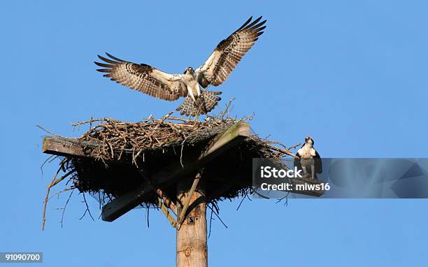 Osprey Landing Stock Photo - Download Image Now - Animal Nest, Bird of Prey, Bird's Nest