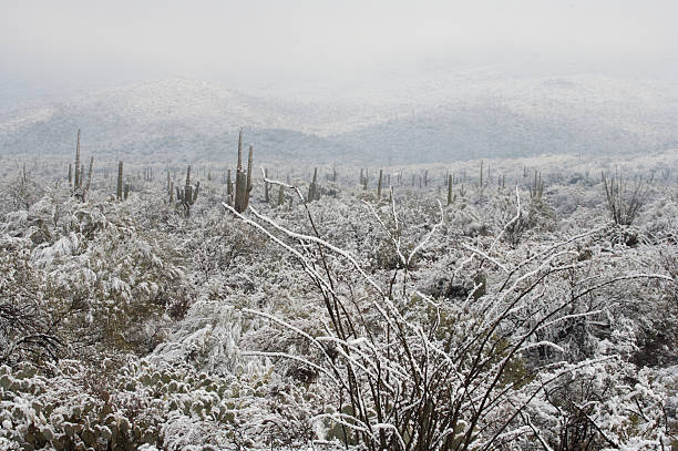 istock Desert and Cactus in the Snow 91090799