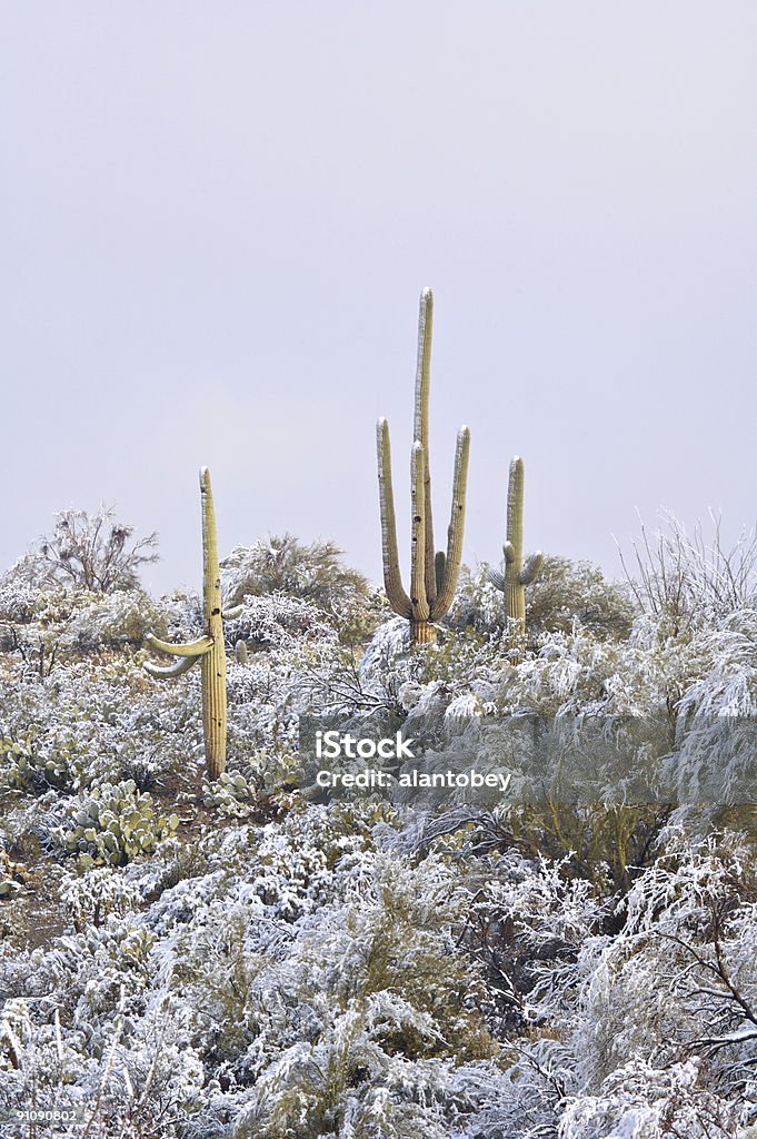 Cactus nel deserto e neve - Foto stock royalty-free di Ambientazione esterna