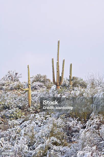 Cactus Nel Deserto E Neve - Fotografie stock e altre immagini di Ambientazione esterna - Ambientazione esterna, Arizona, Cactus Saguaro