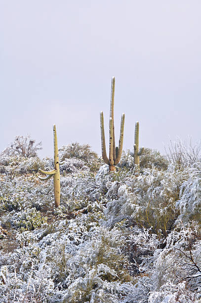 istock Desert and Cactus in the Snow 91090802