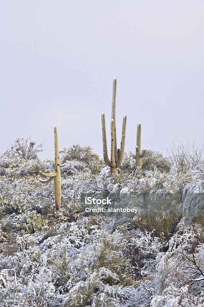 Deserto e Cactus na neve - Foto de stock de Arizona royalty-free