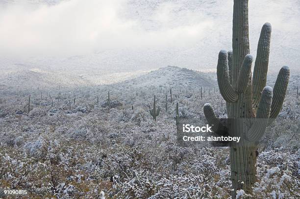 砂漠とサボテンの雪 - 雪のストックフォトや画像を多数ご用意 - 雪, アリゾナ州, ベンケイチュウ