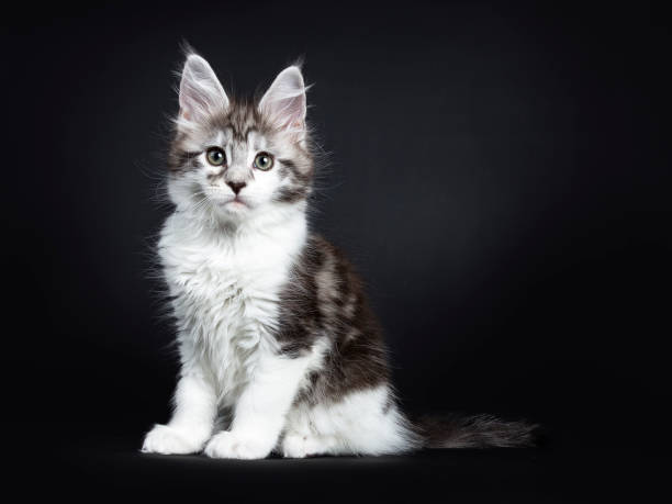 istock Black silver classic tabby white Maine Coon kitten / young cat sitting side ways on black background 910908694