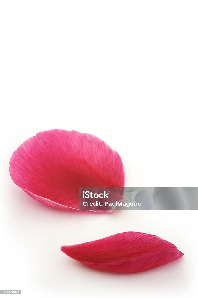 Pétala de caída - Royalty-free Pétala de rosa Foto de stock