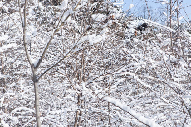 istock The branches of the trees are piled up with snow 910912060