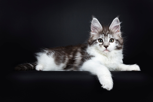 Black silver classic tabby white Maine Coon kitten on black
