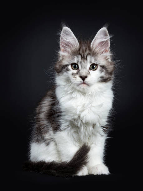 istock Black silver classic tabby white Maine Coon kitten / young cat sitting straight on black background with tail around paws 910913322