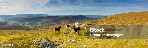 Photo libre de droit de Chevaux Sauvages Sur La Mountain Top banque d'images et plus d'images libres de droit de Animaux à l'état sauvage - Animaux à l'état sauvage, Au-dessus de, Brecon Beacons