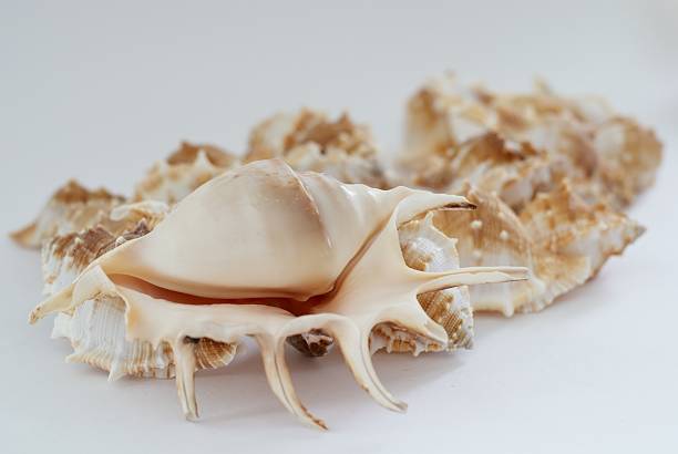 Big shell sur fond de coquillages - Photo