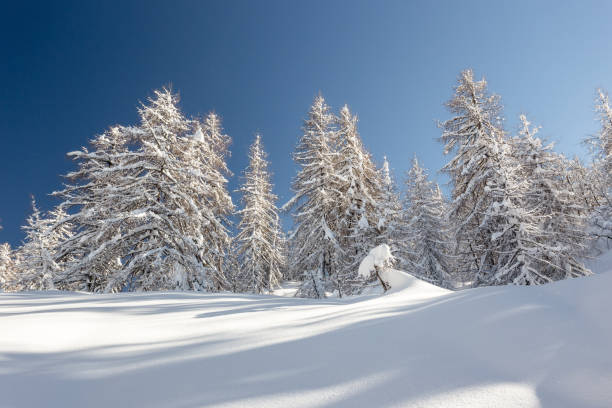 istock Winter landscape with fir trees 910913516