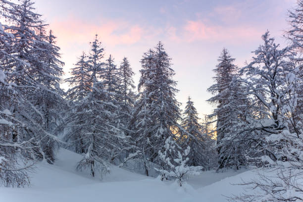 istock Winter landscape with fir trees 910913728