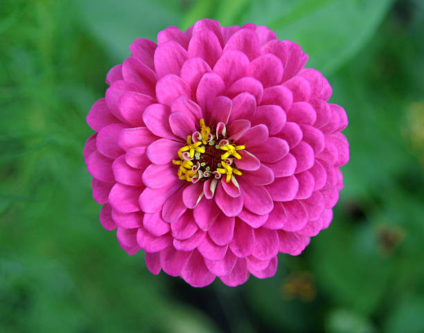 fusia zinnia stock photo