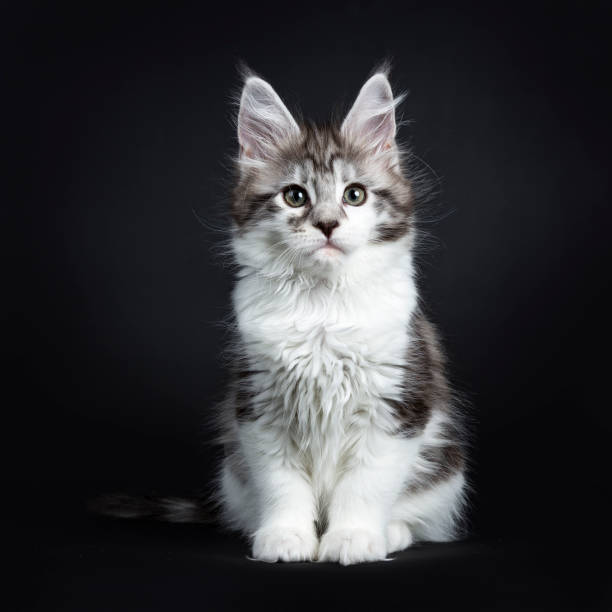 istock Black silver classic tabby white Maine Coon kitten / young cat sitting  on black background looking at camera 910914098