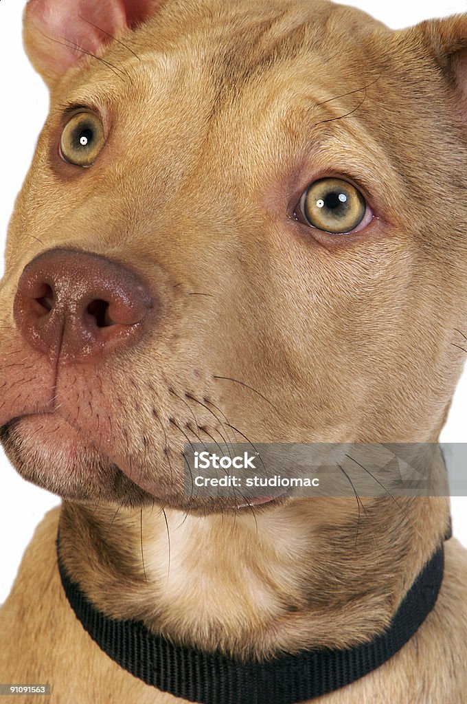 탠 핏불 테리어 강아지 - 로열티 프리 0명 스톡 사진