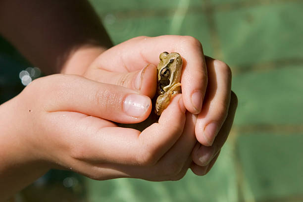 istock Girl holding a frog in her hands 91091672