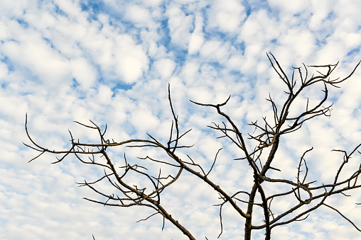 Dry trees and blue sky with white fluffy clouds