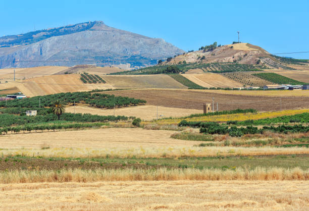 istock Sicily summer agriculture countryside, Italy 910918874