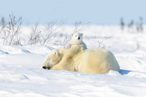 orso polare (ursus maritimus) - polar bear endangered species bear arctic foto e immagini stock